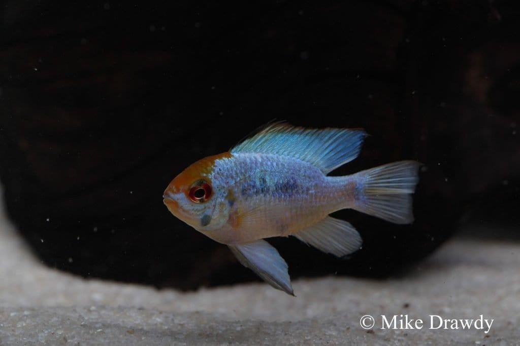 Electric Blue Ram