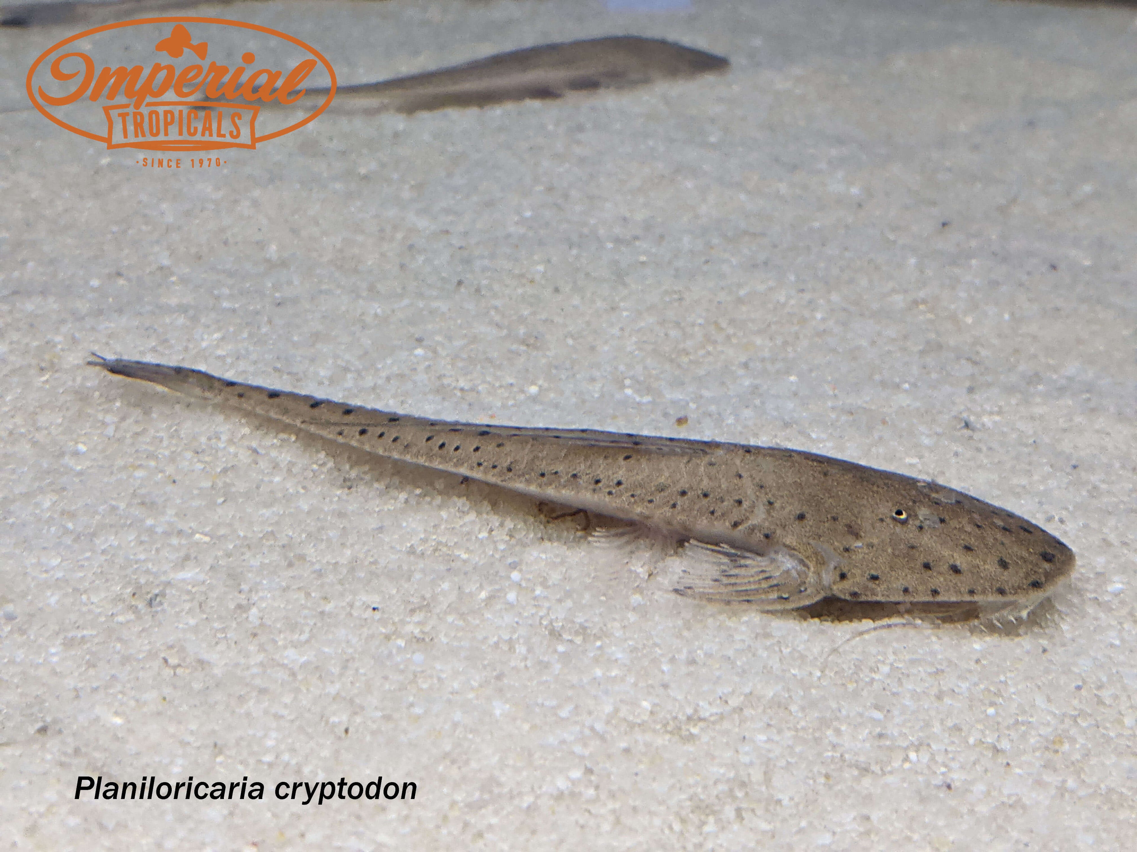 Spoon Face Whiptail