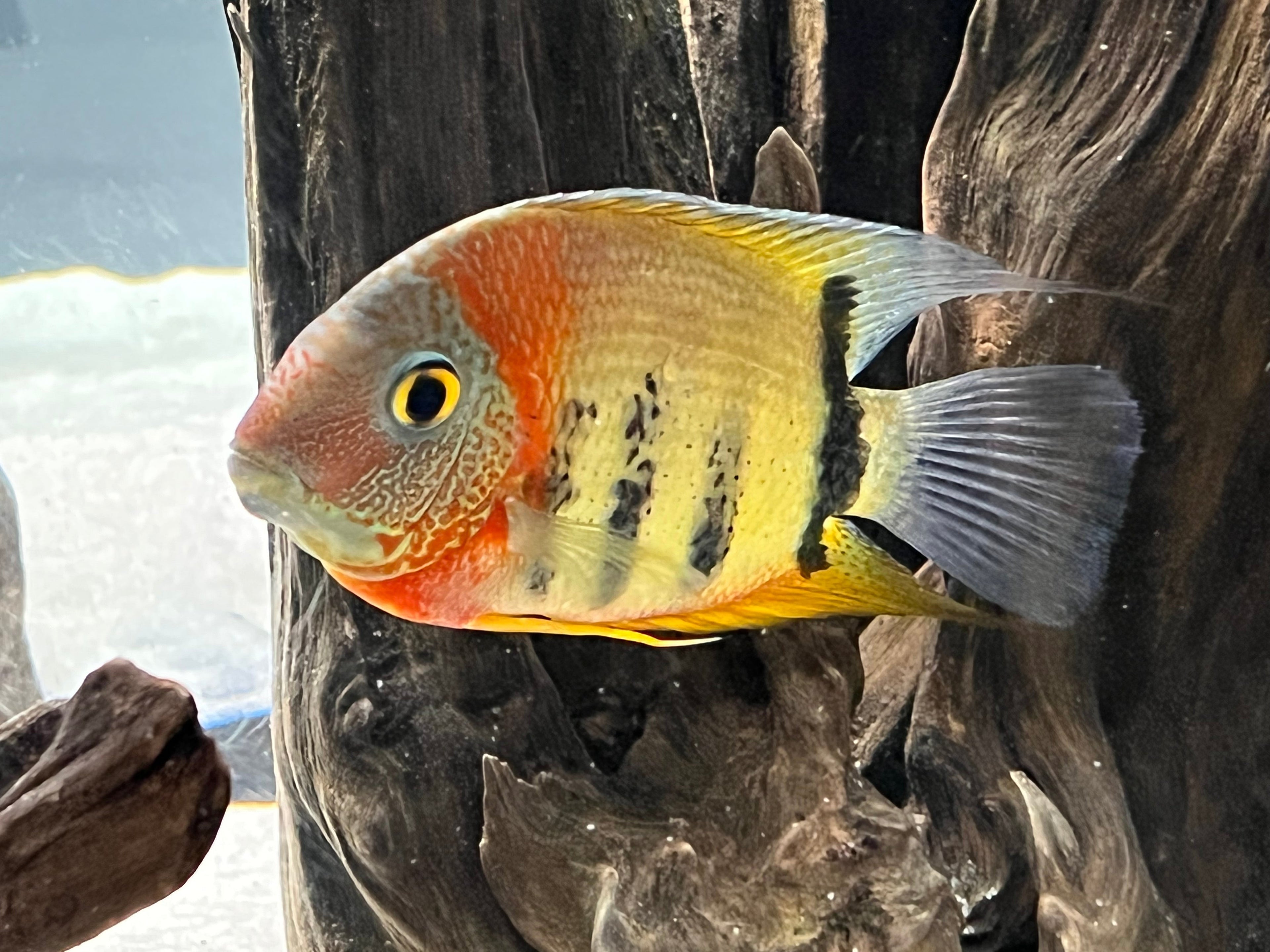 Red Shoulder Rotkeil Severum
