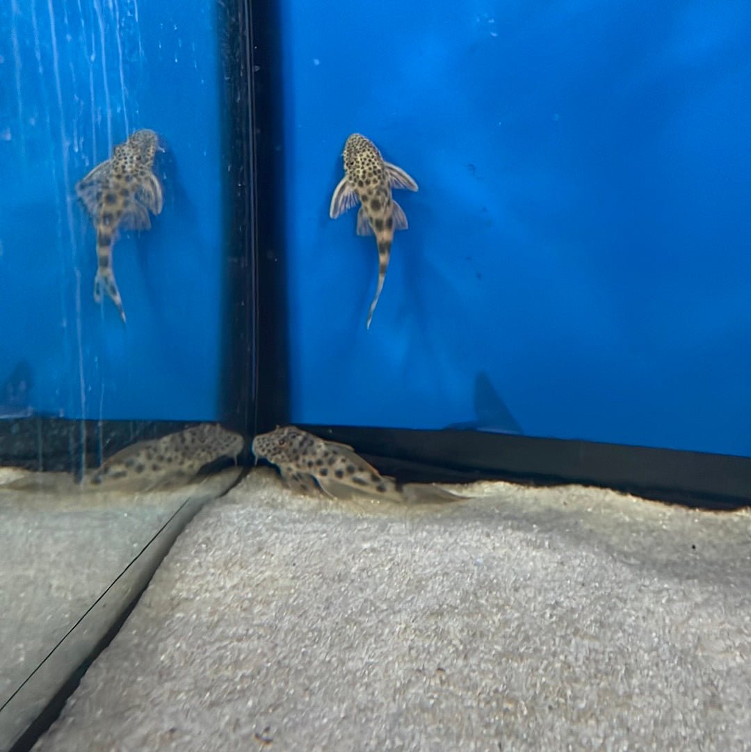 Golden Vampire Pleco
