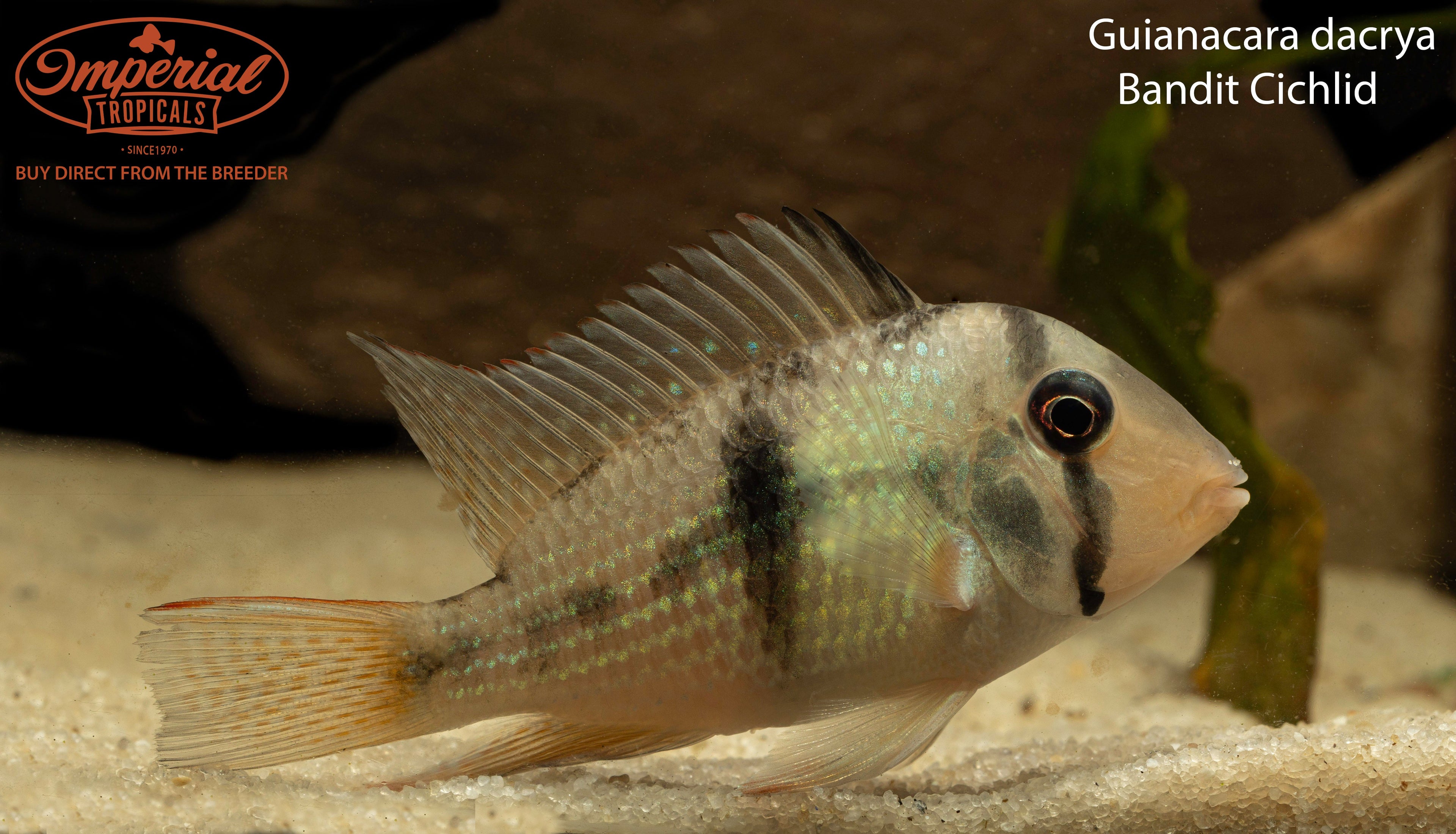 Bandit Cichlid