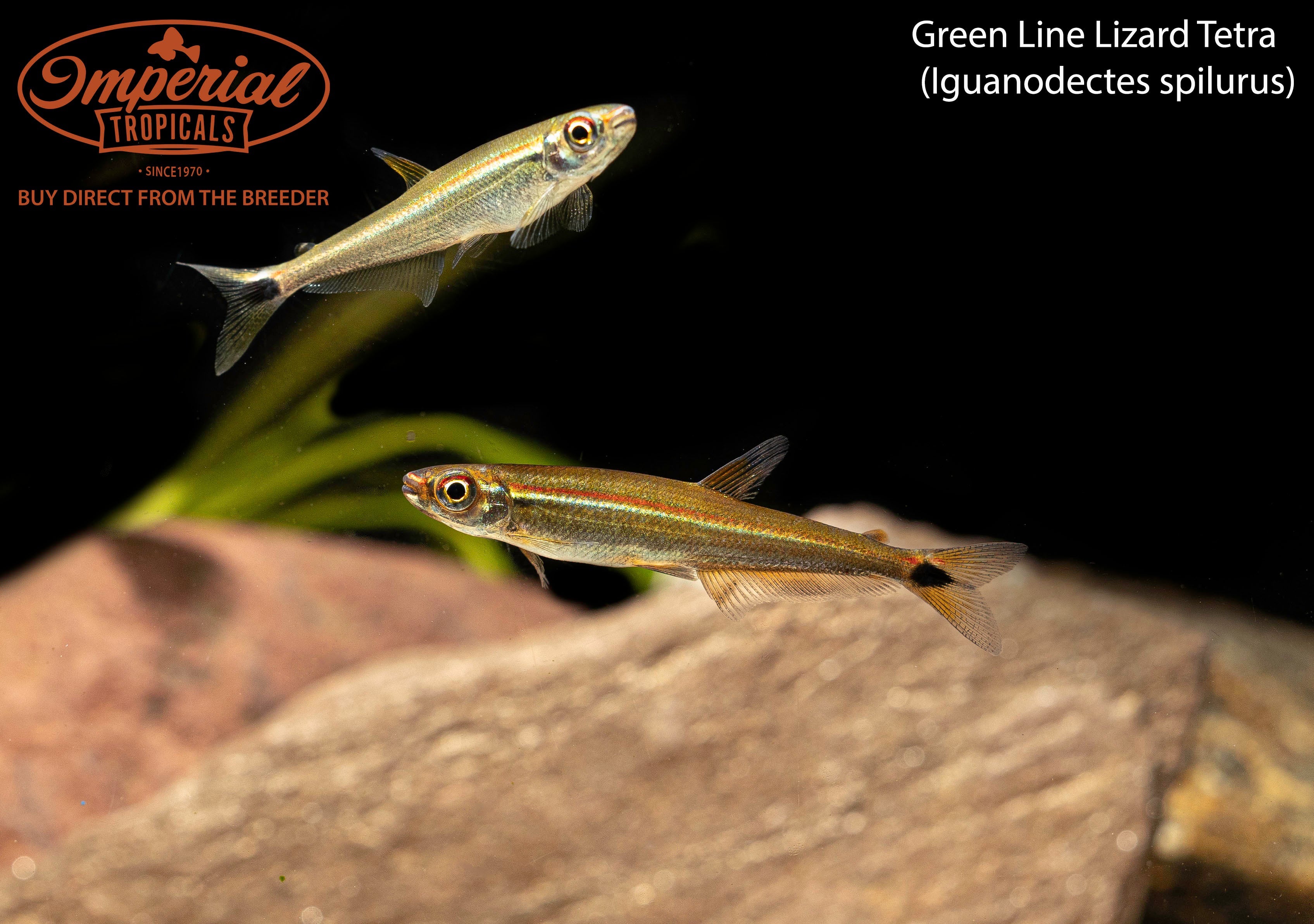 Green Line Lizard Tetra