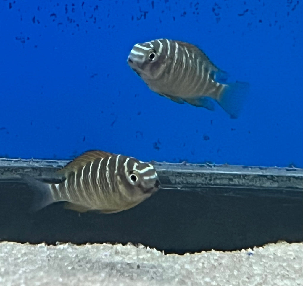 Red Kachese Tropheus