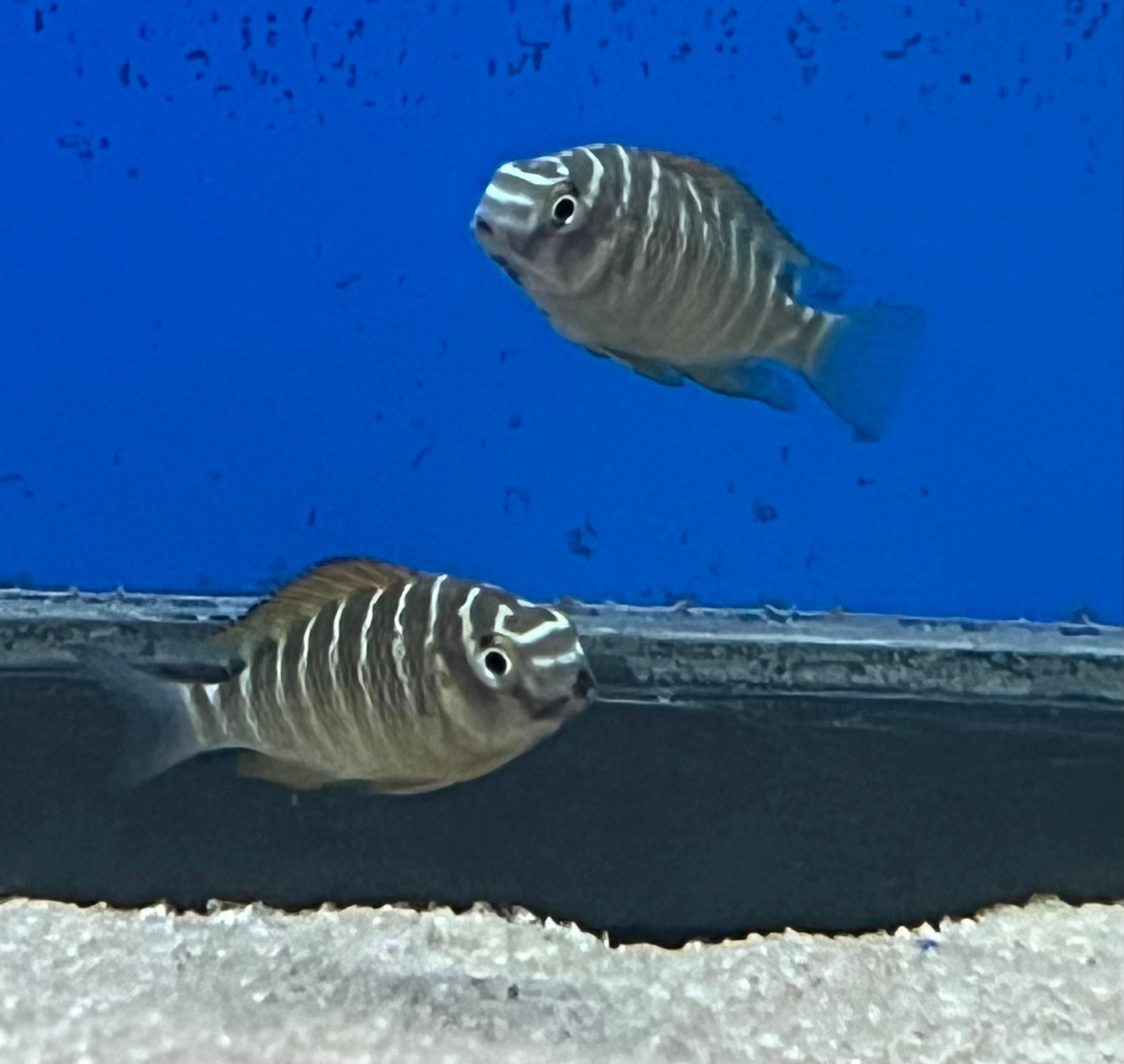 Red Kachese Tropheus