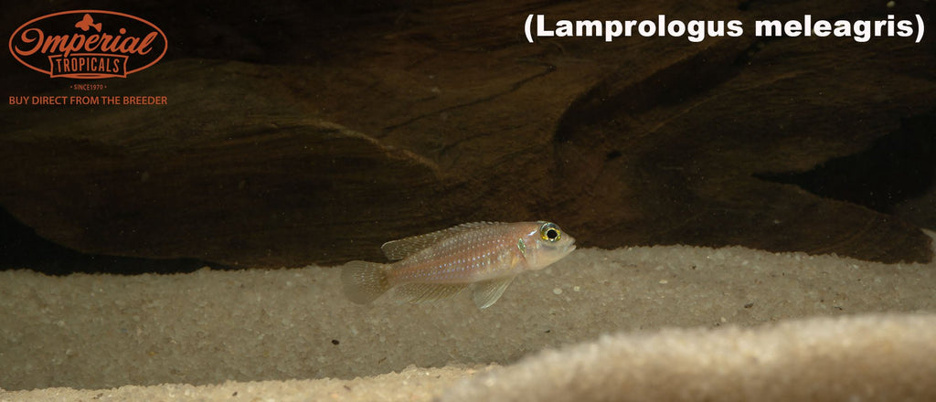 Lamprologus meleagris