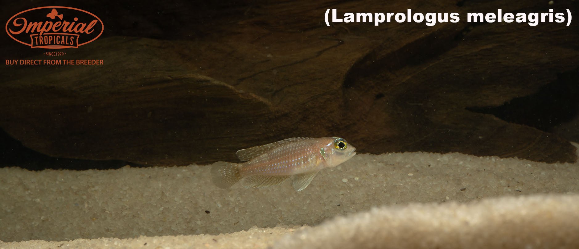 Lamprologus meleagris