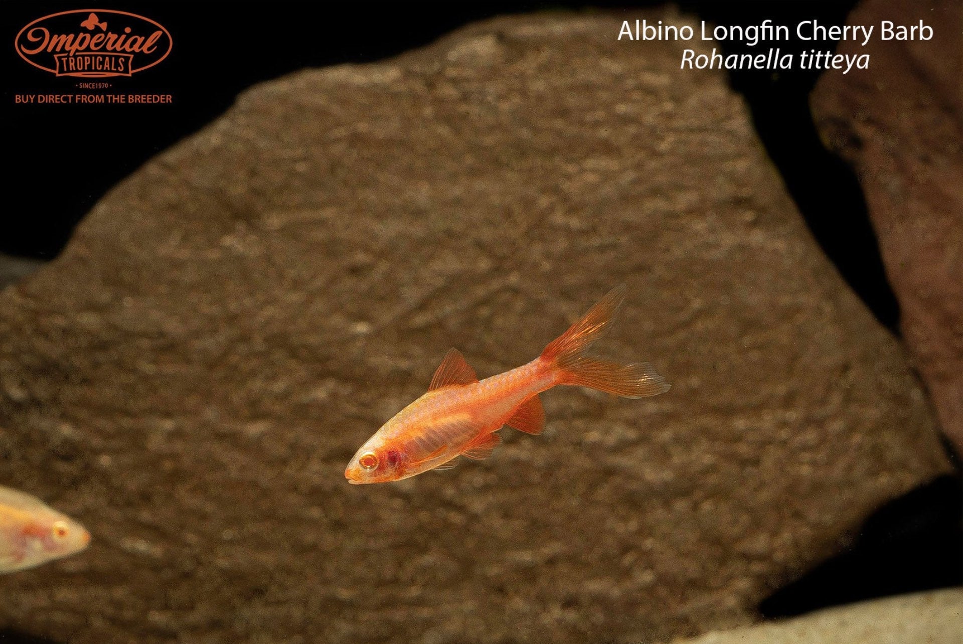 Albino Longfin Cherry Barb