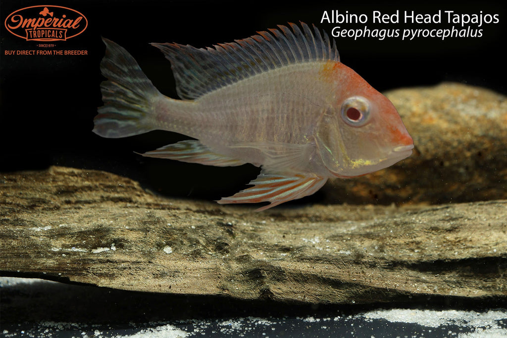 Albino Red Head Tapajos