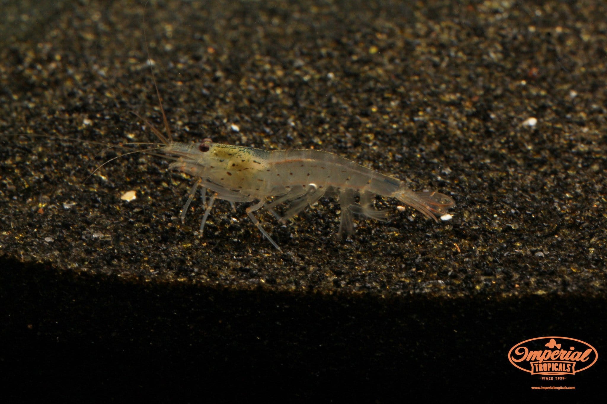 Amano Shrimp