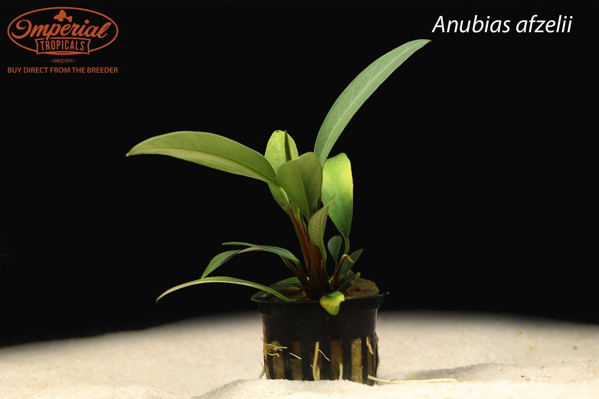 Anubias afzelii