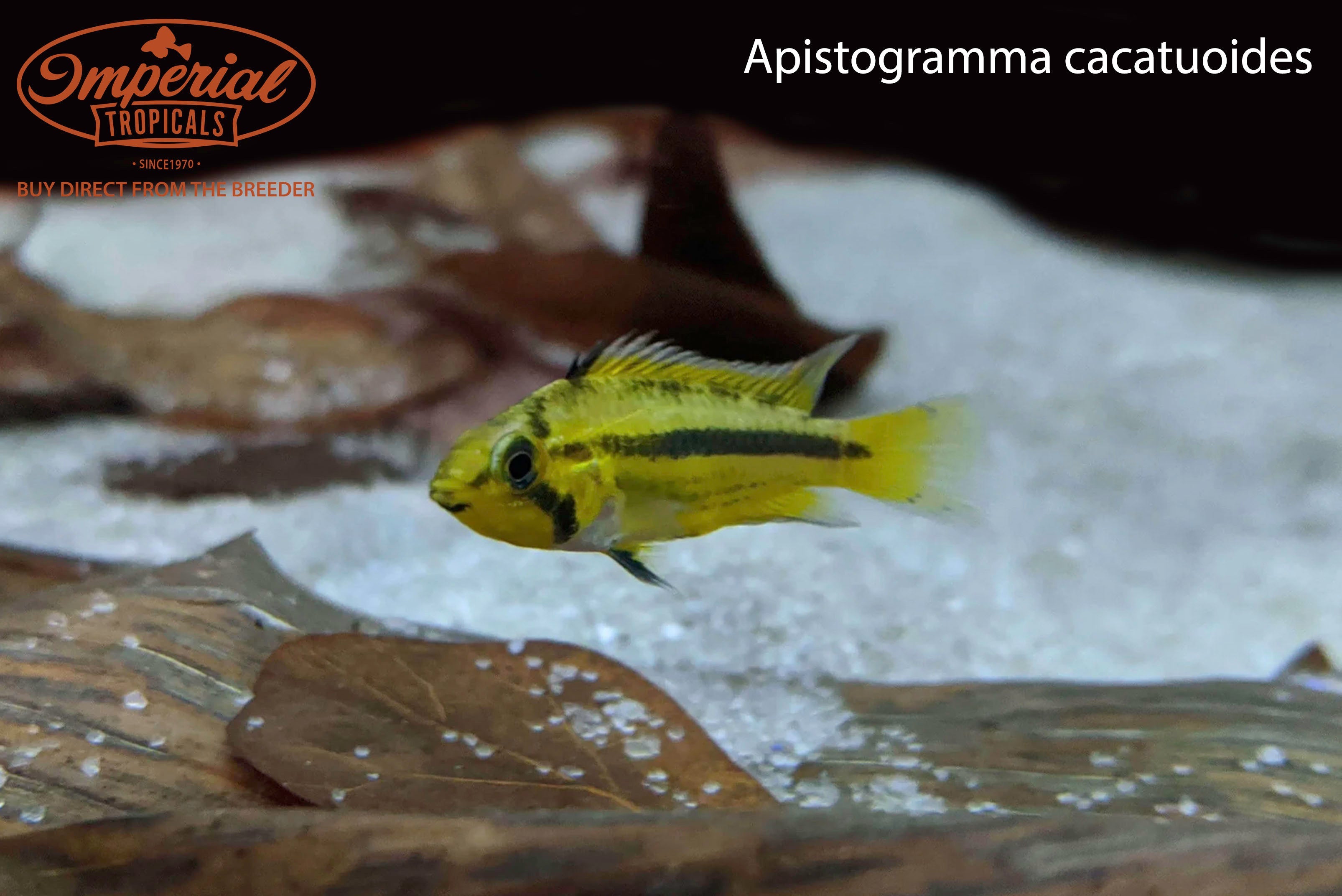Apistogramma cacatuoides