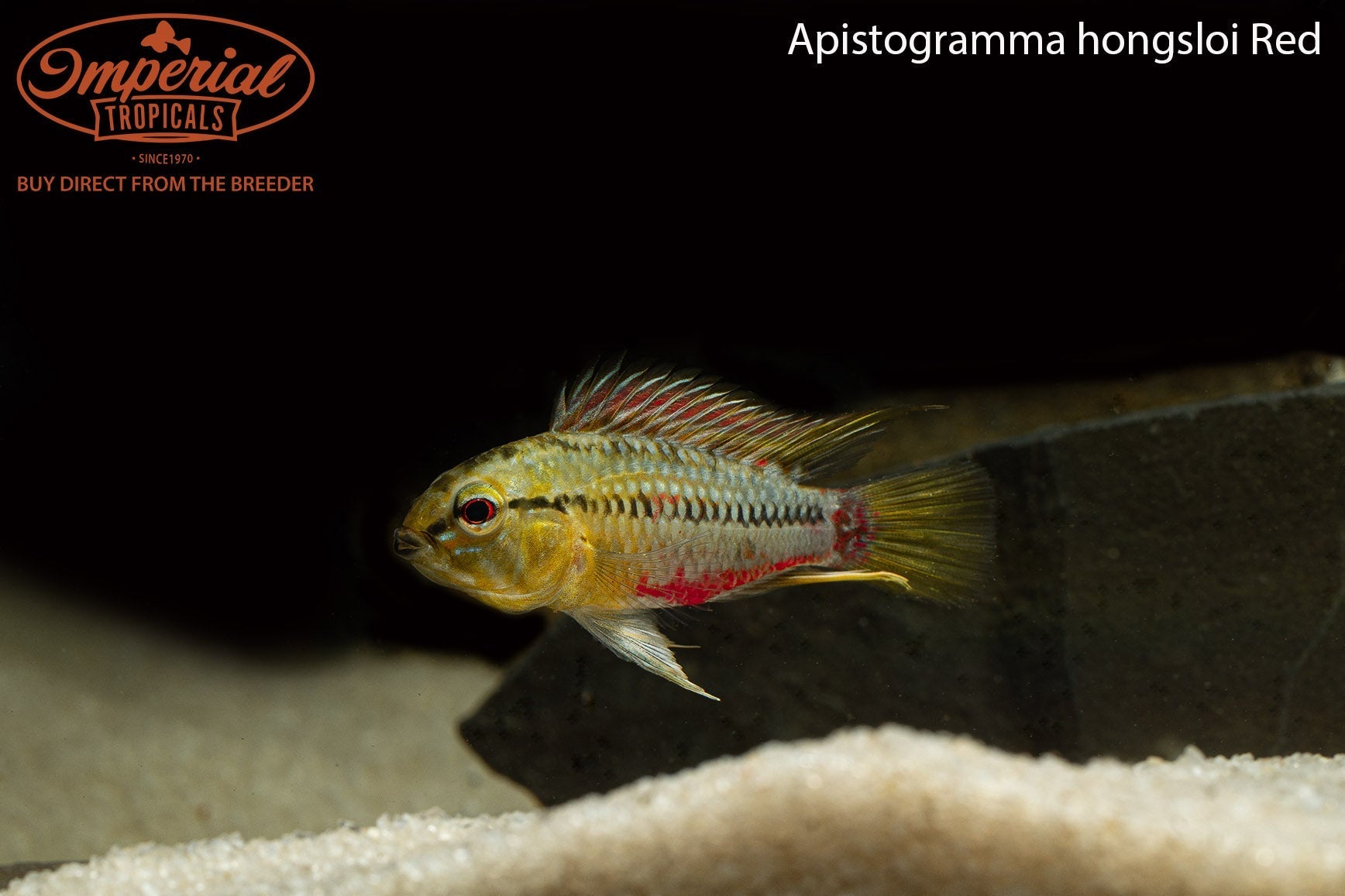 Apistogramma hongsloi