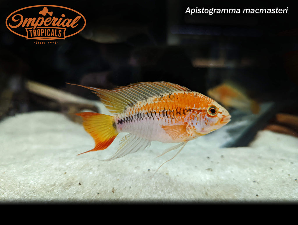 Red Neck Apistogramma