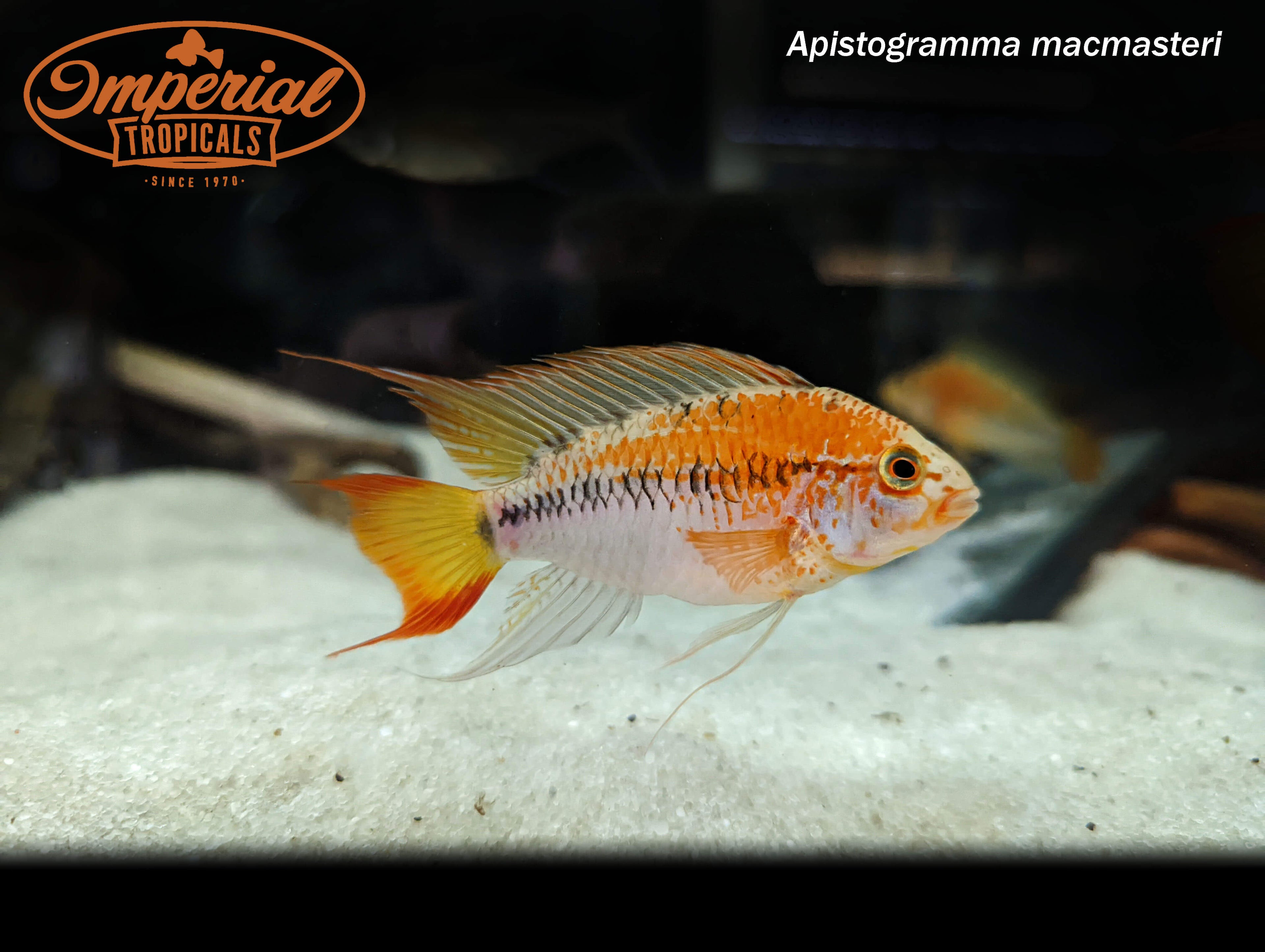 Red Neck Apistogramma