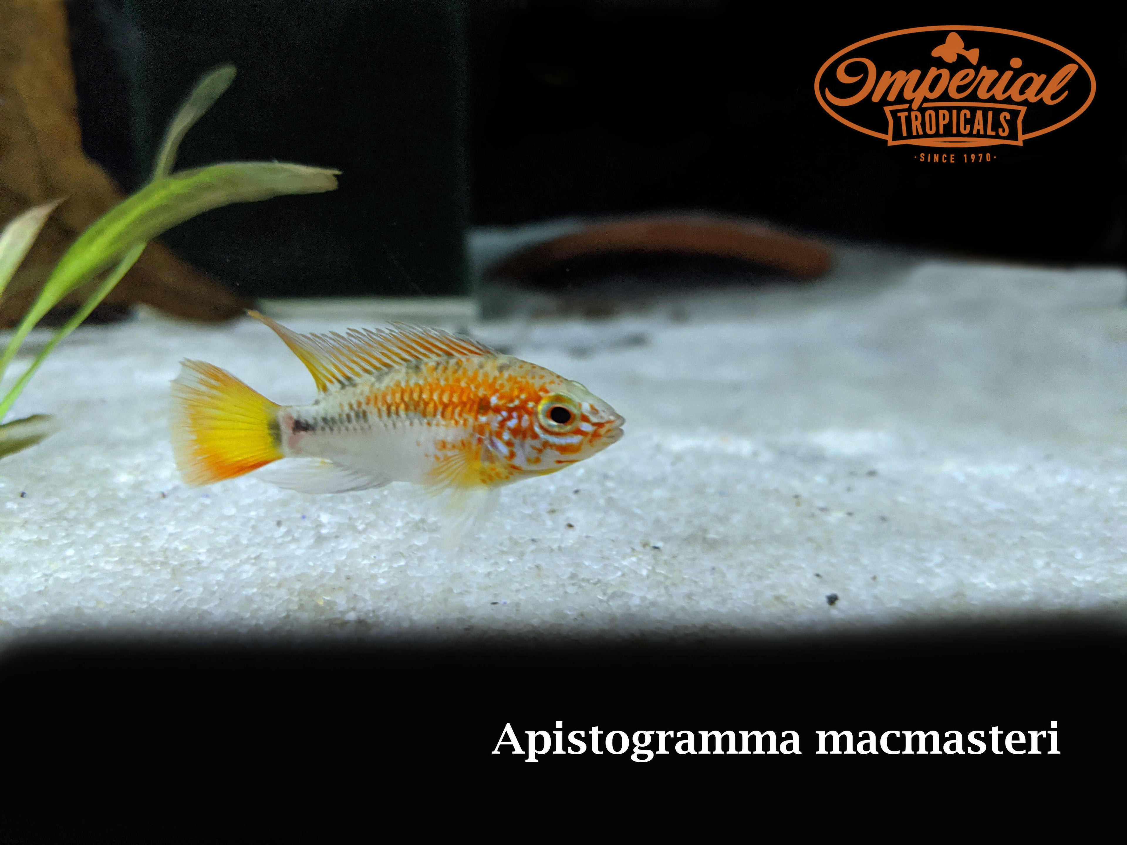 Red Neck Apistogramma