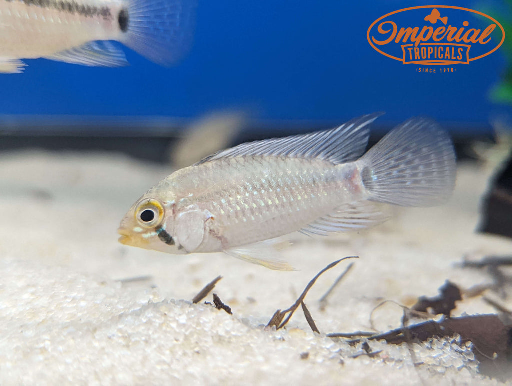 Apistogramma sp. Nanay/Melgar