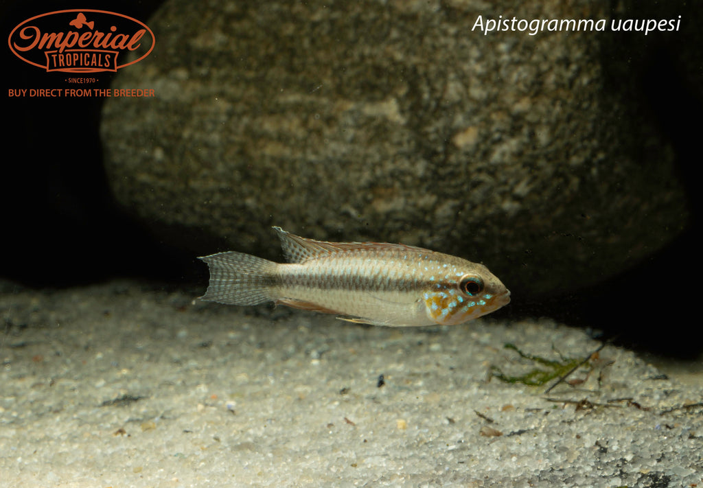 Apistogramma uaupesi
