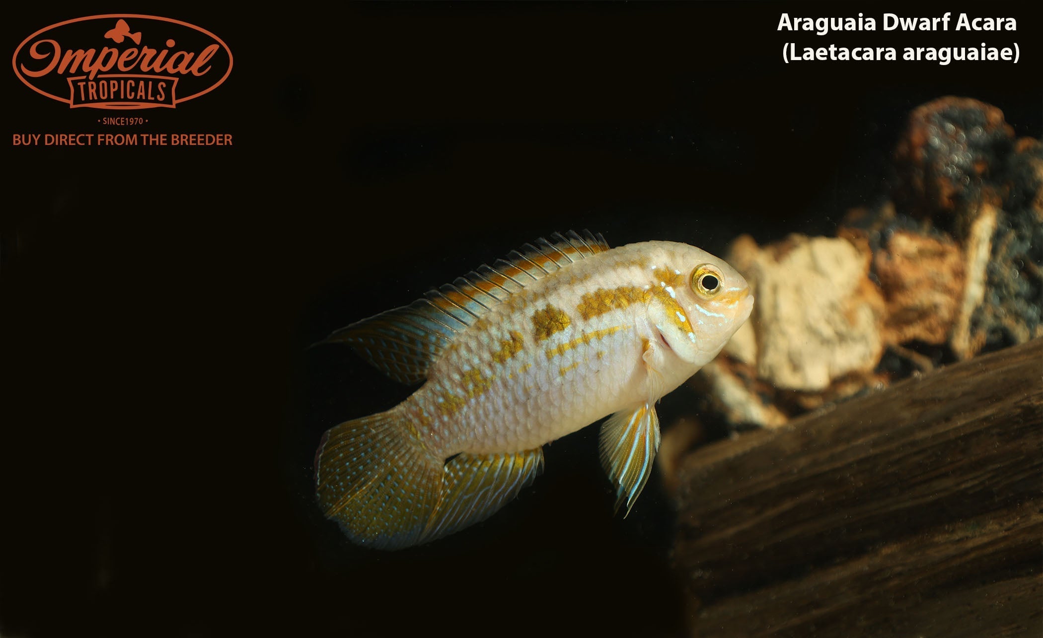 Araguaia Dwarf Acara