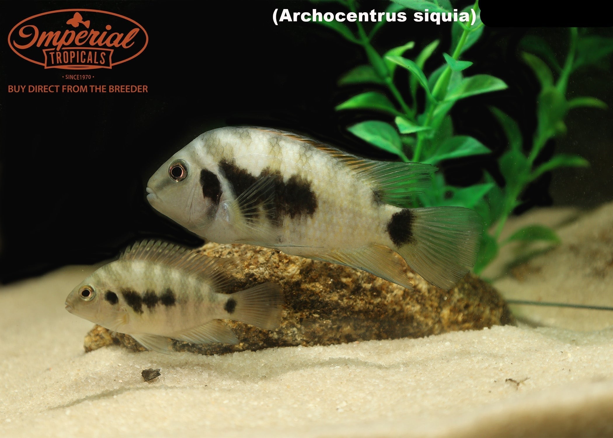 Archocentrus siquia  "Rio Bagrace"