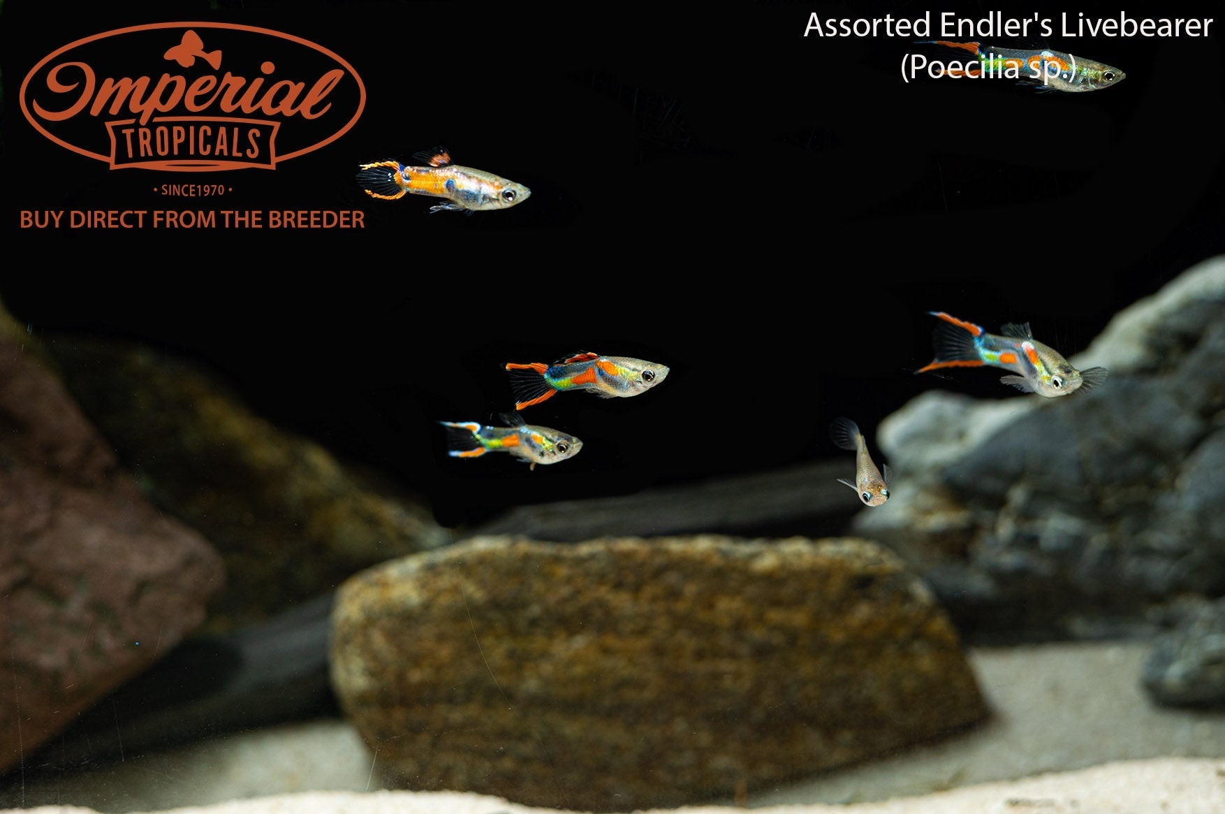 Assorted Endler's Livebearer