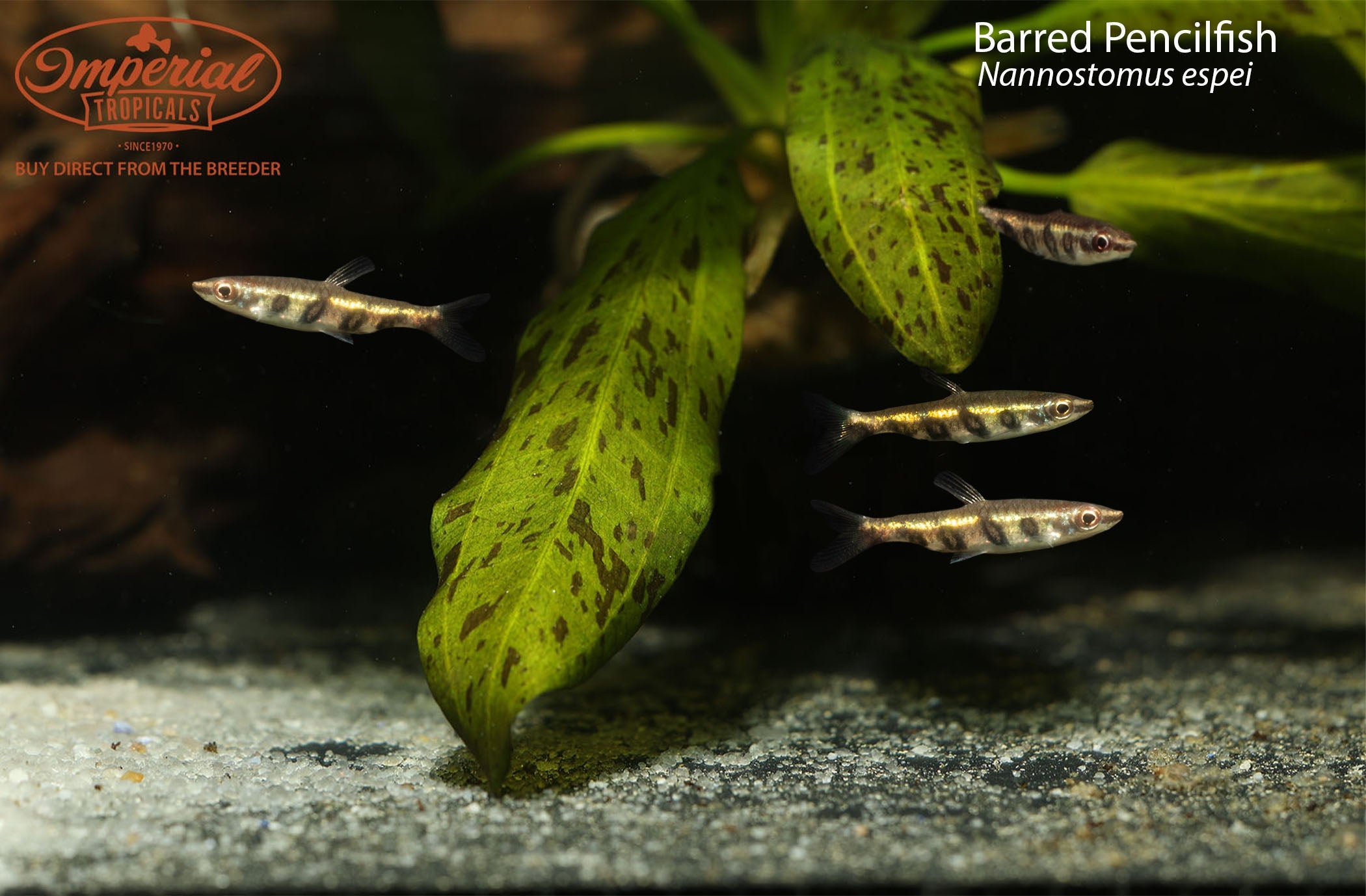 Barred Pencilfish