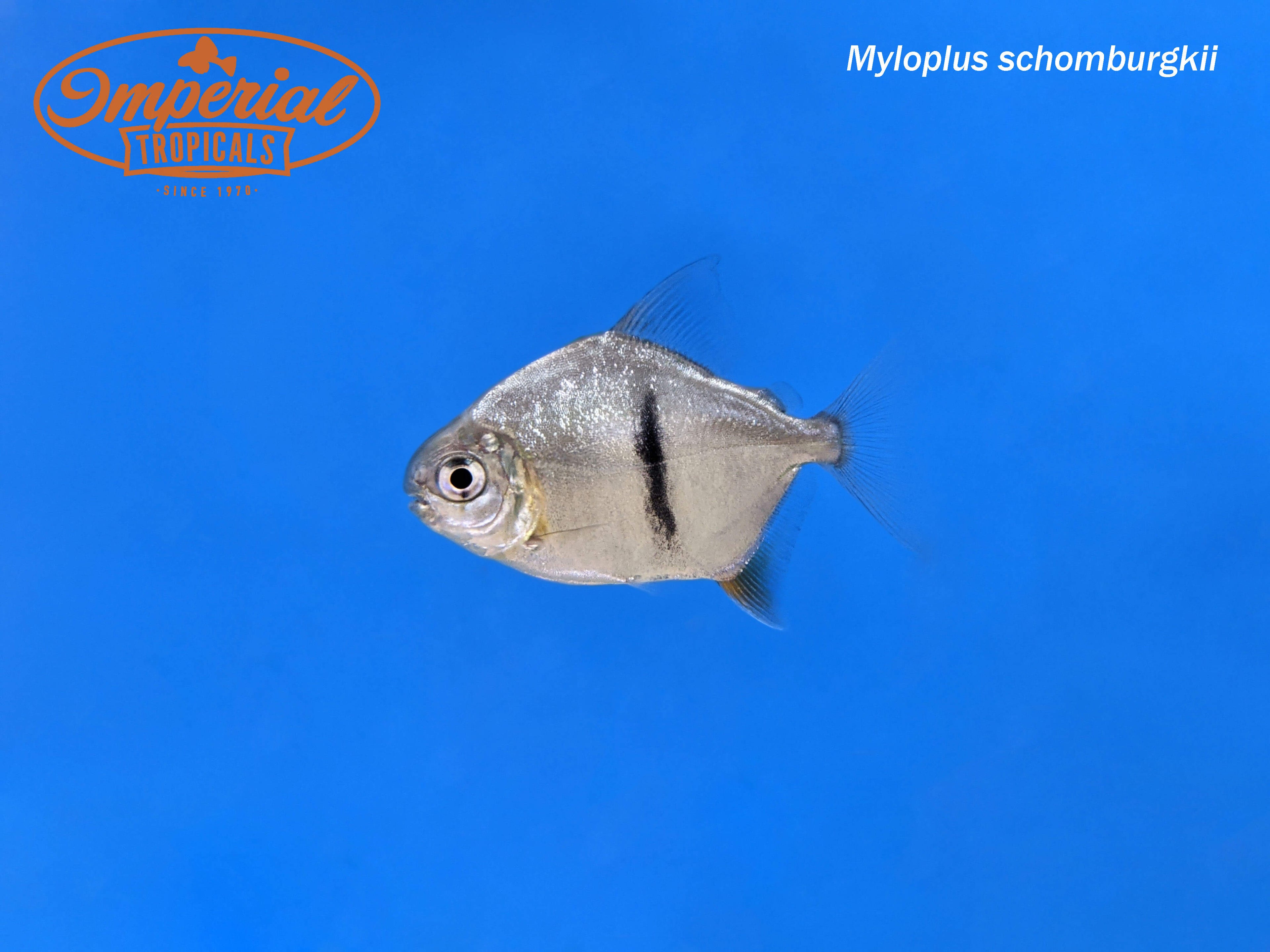 Black Barred Silver Dollar