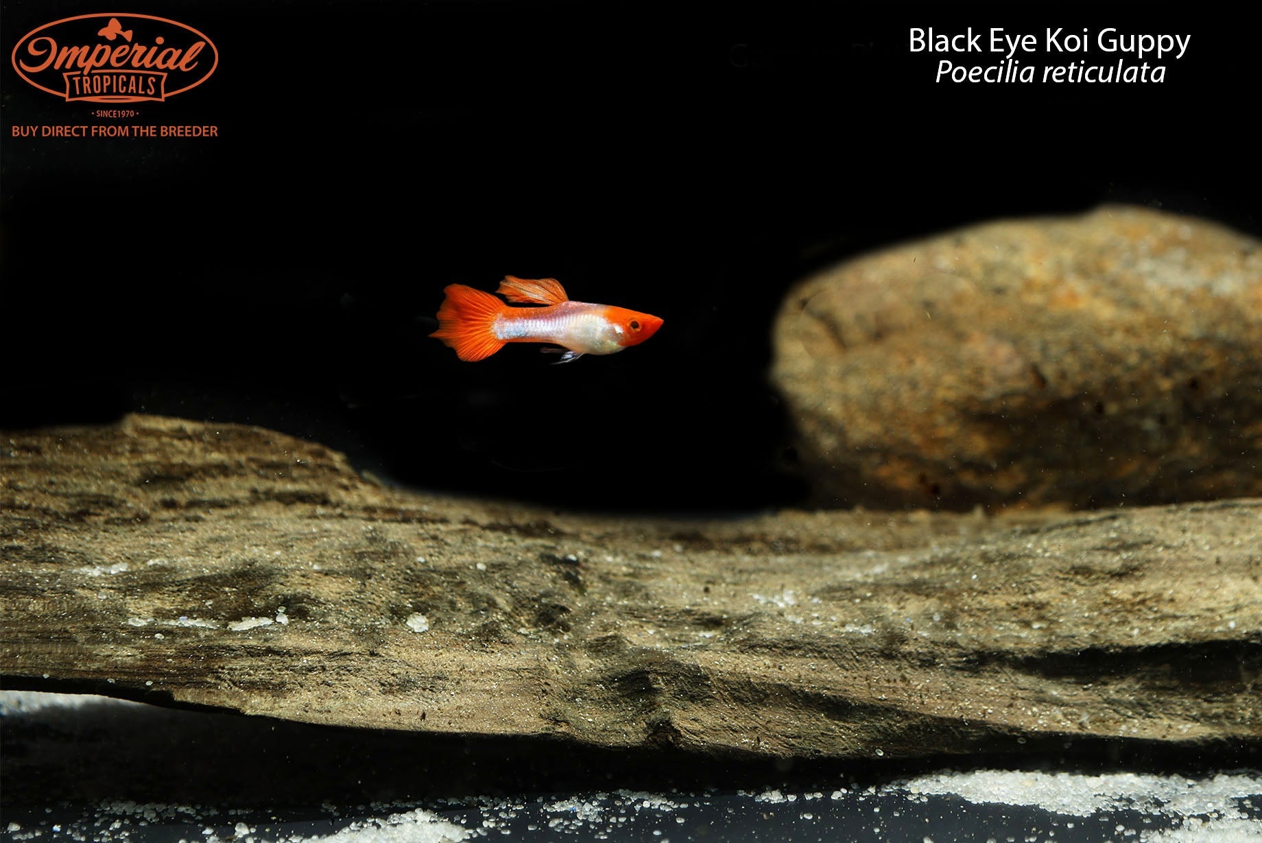 Black Eye Koi Guppy