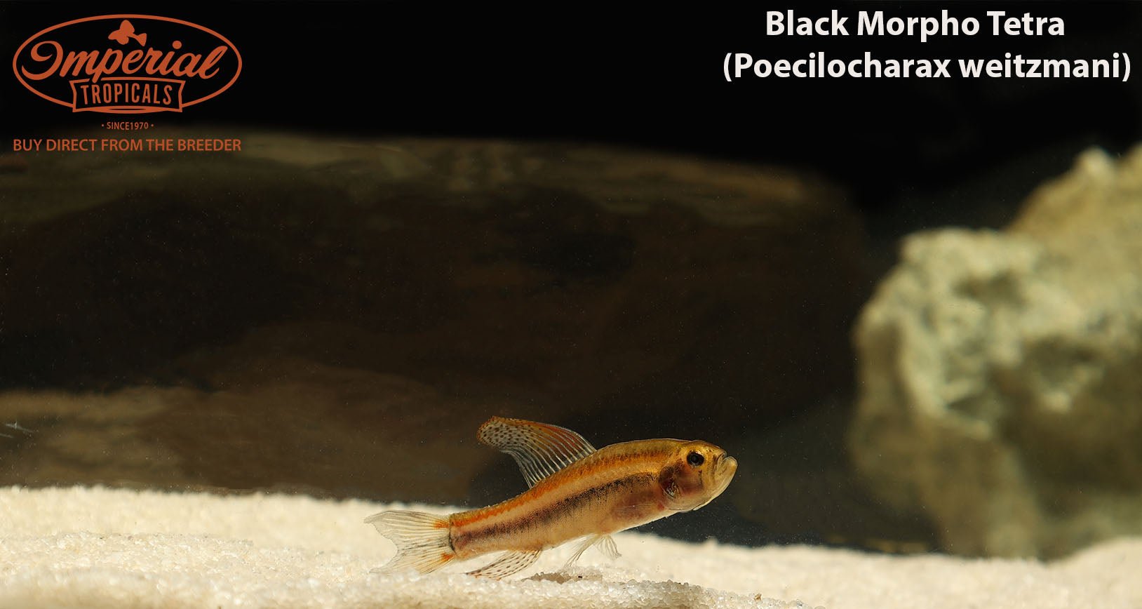 Black Morpho Tetra