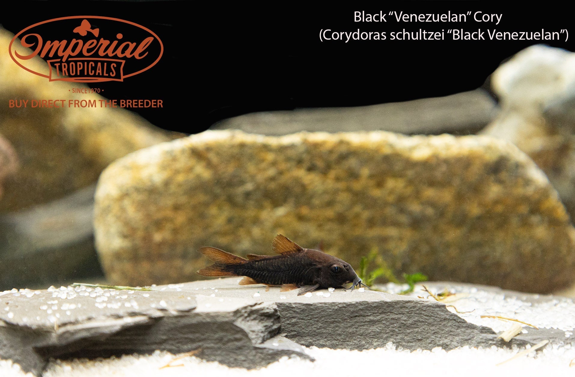 Black Venezuelan Osteogaster