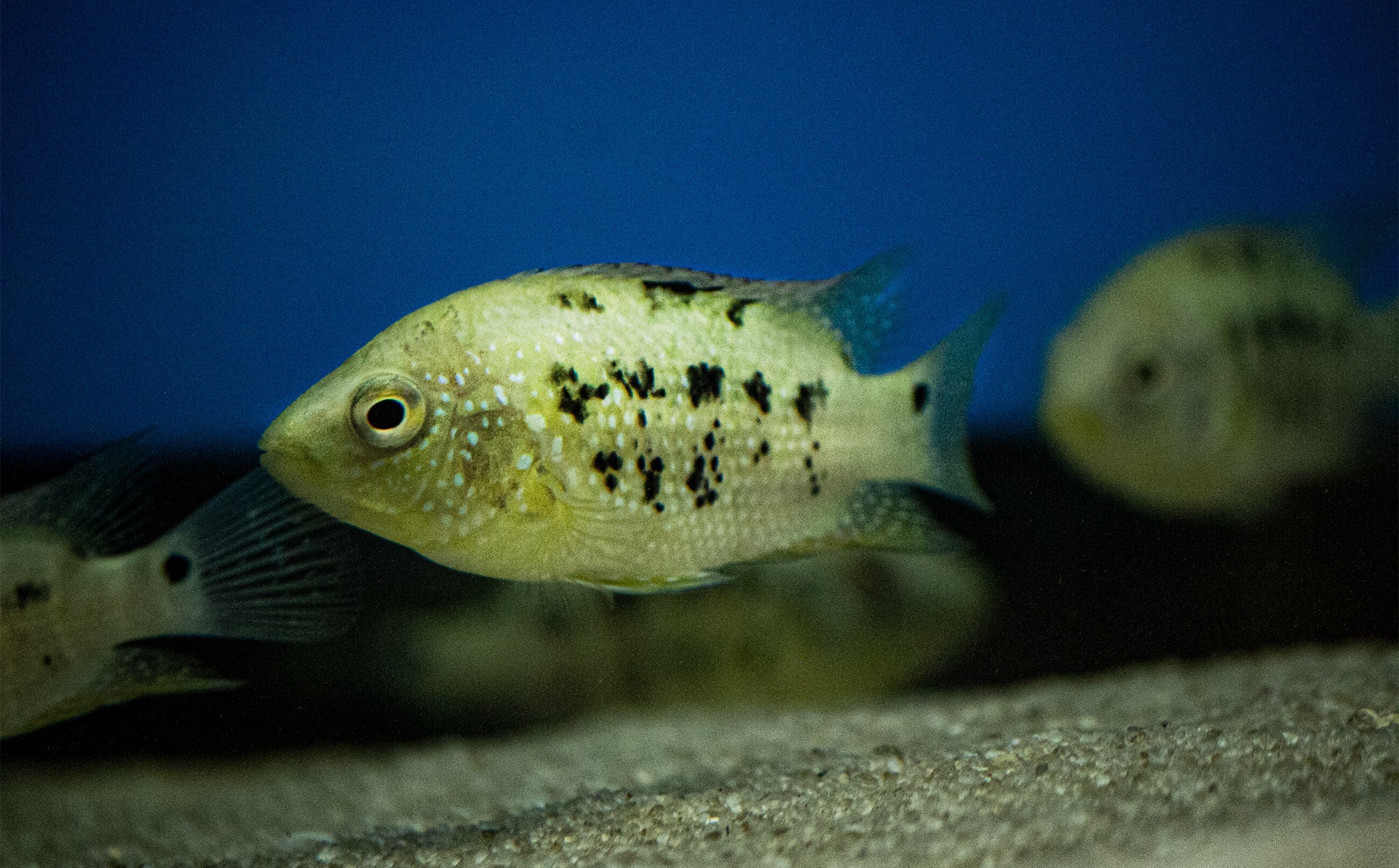 Mesoheros ornatus