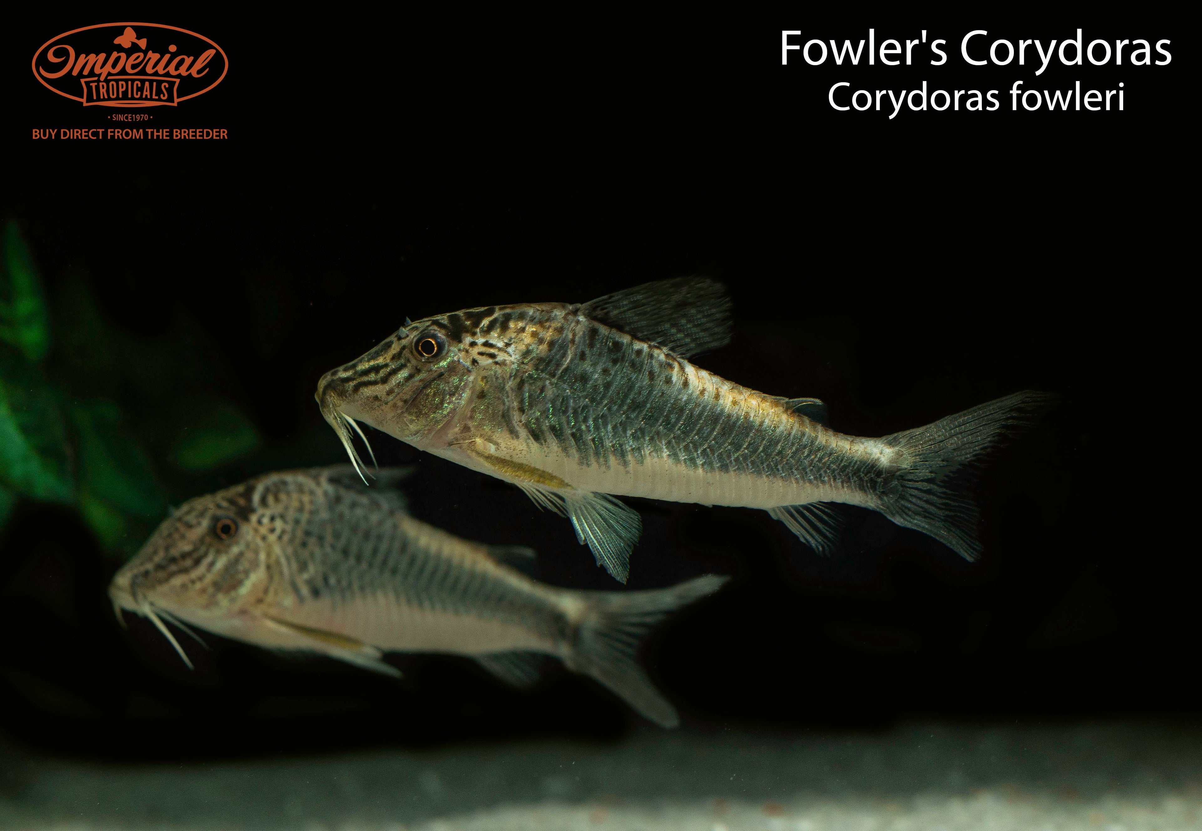Fowler's Corydoras