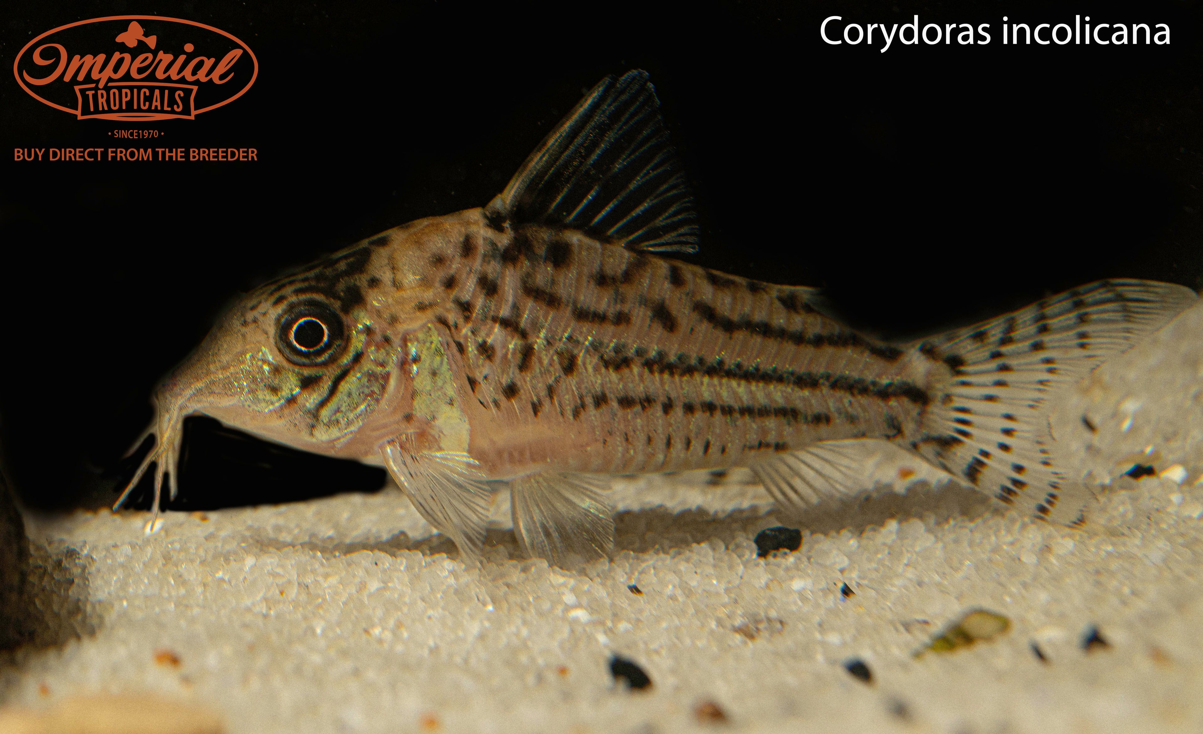 Incolicana Brochis