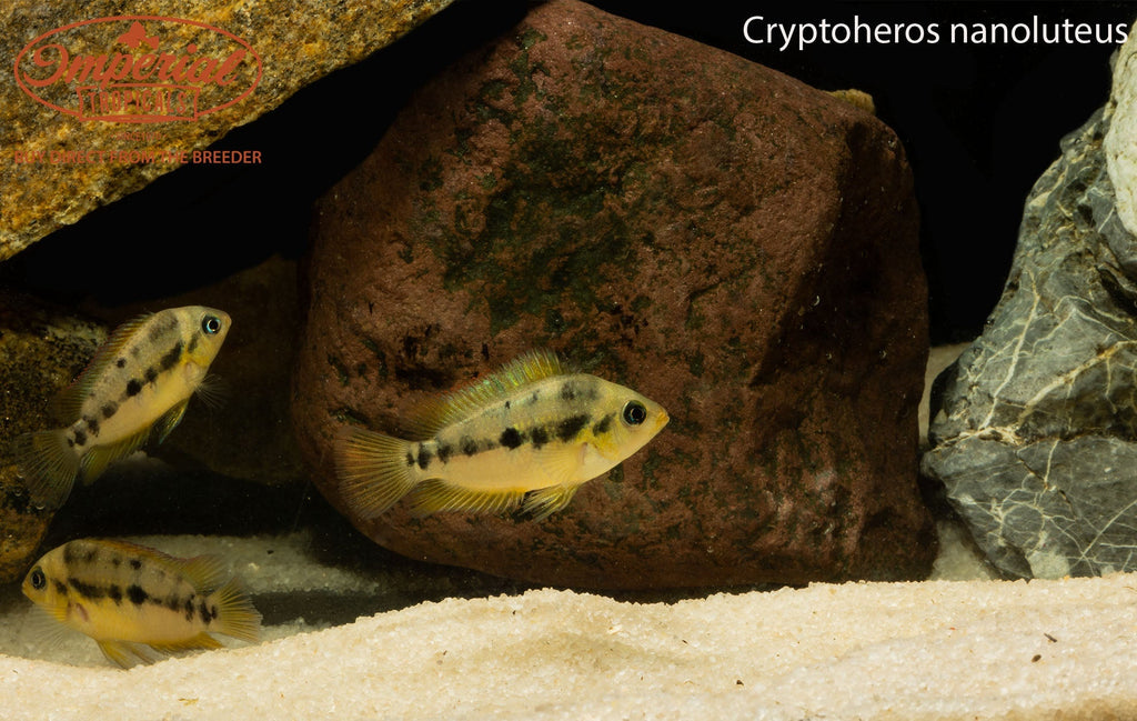 Cryptoheros nanoluteus
