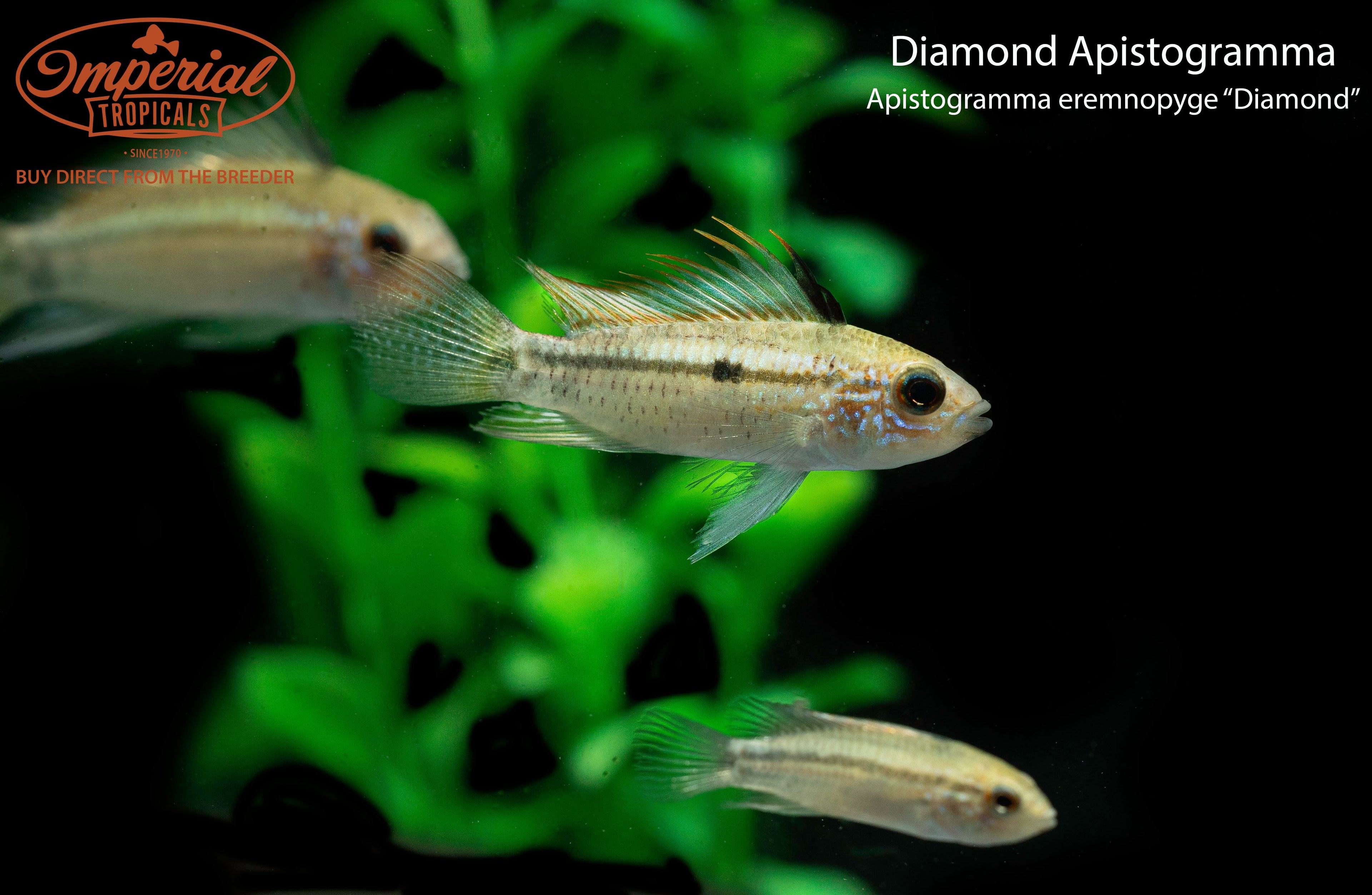 Diamond Apistogramma