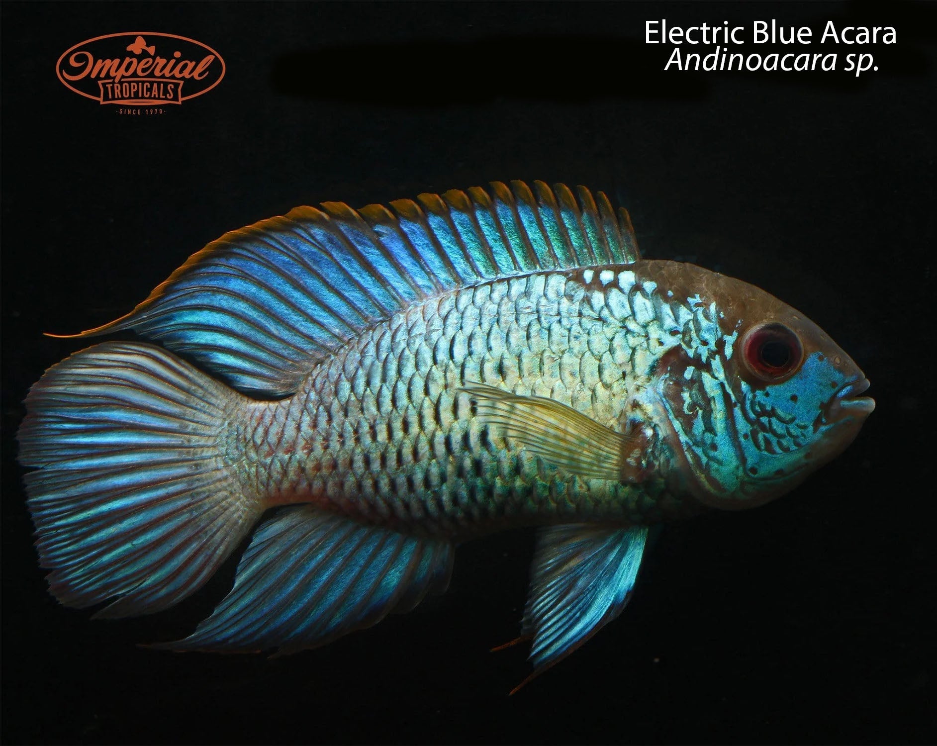 Electric Blue Acara