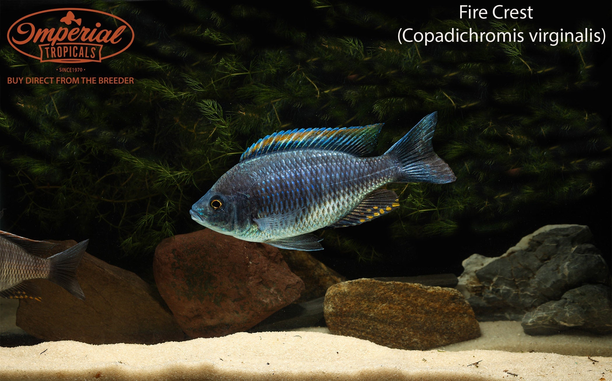 Fire Crest Hap