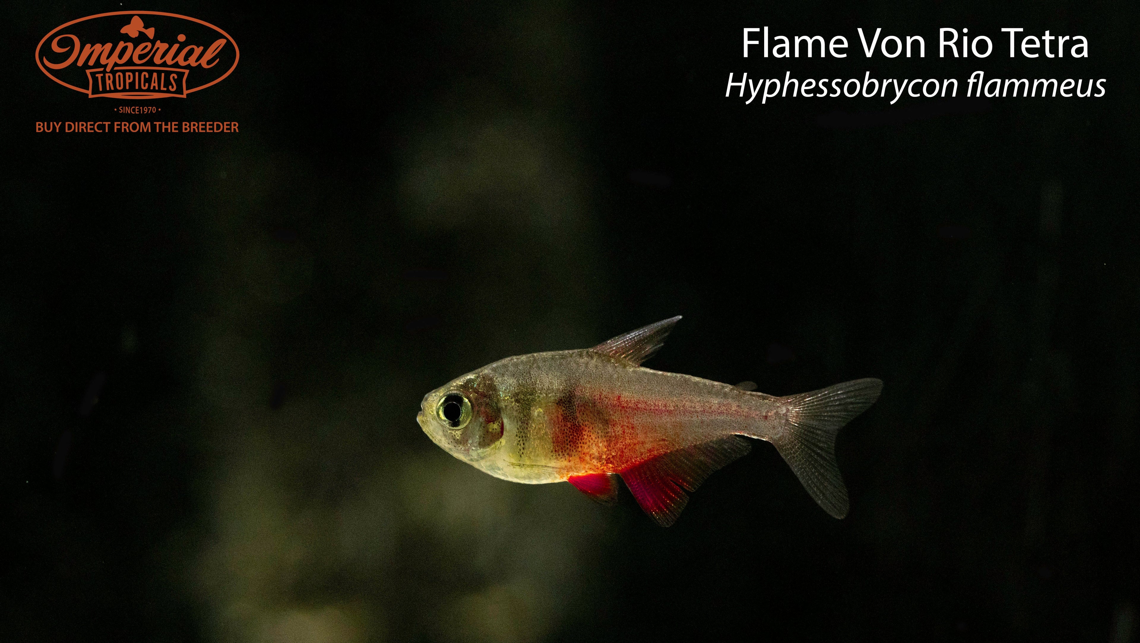 Flame Von Rio Tetra