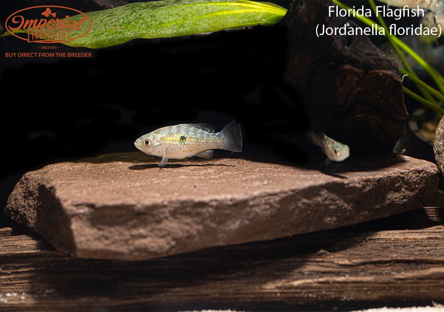 Florida Flagfish