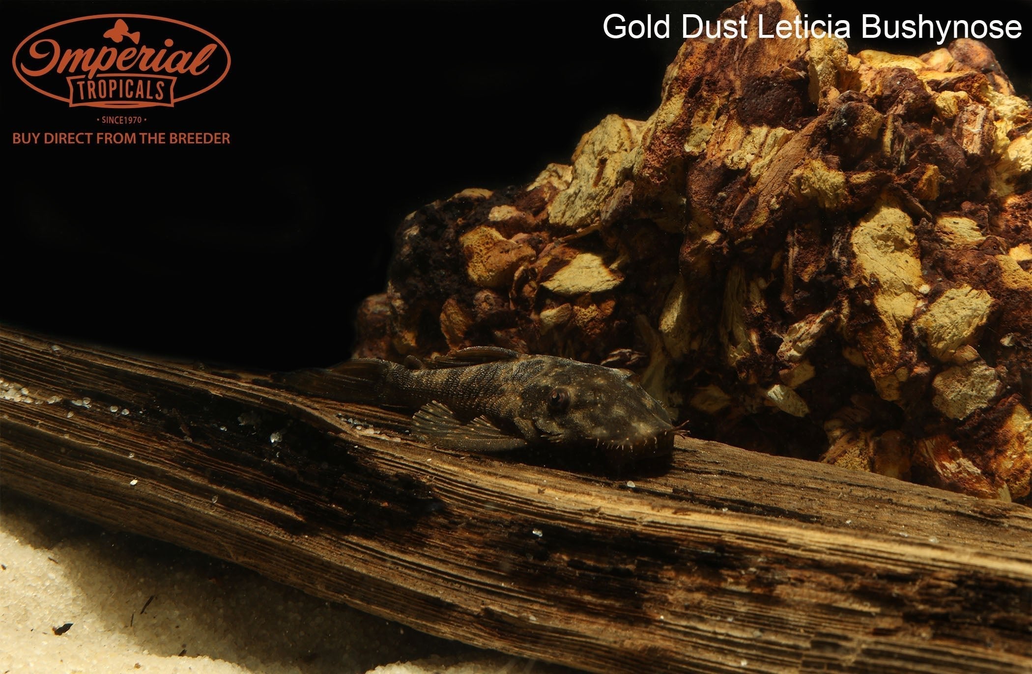 Gold Dust Leticia Bushynose