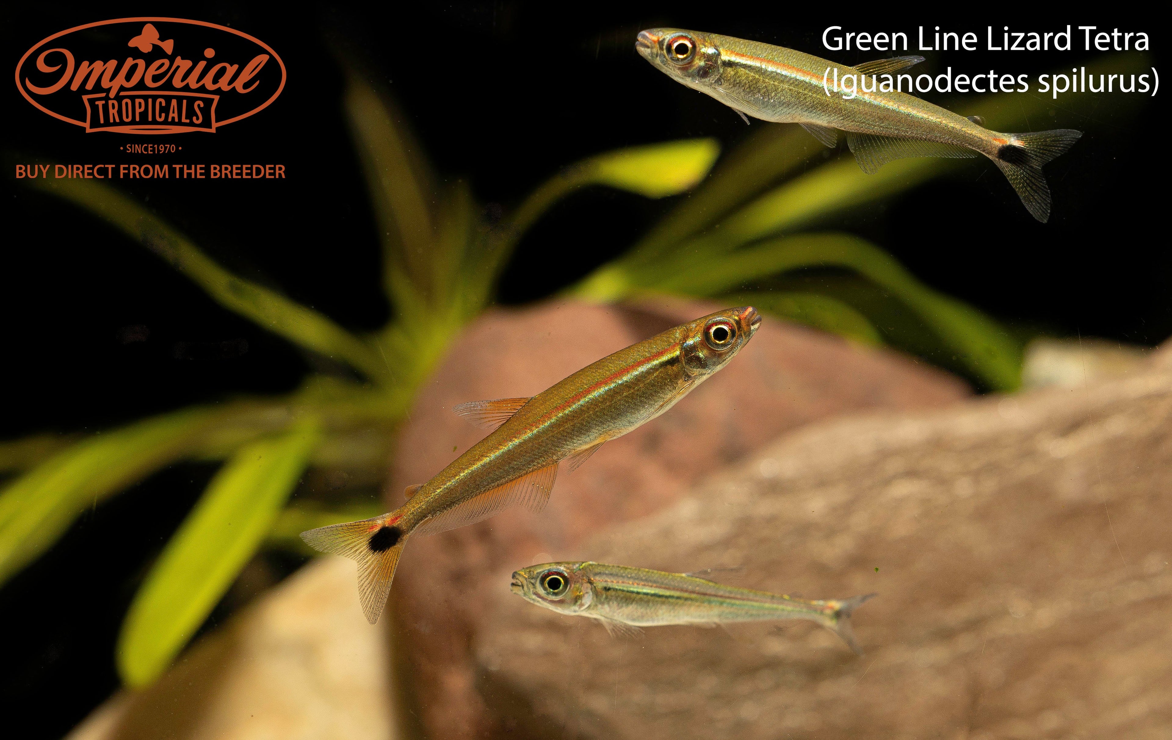 Green Line Lizard Tetra