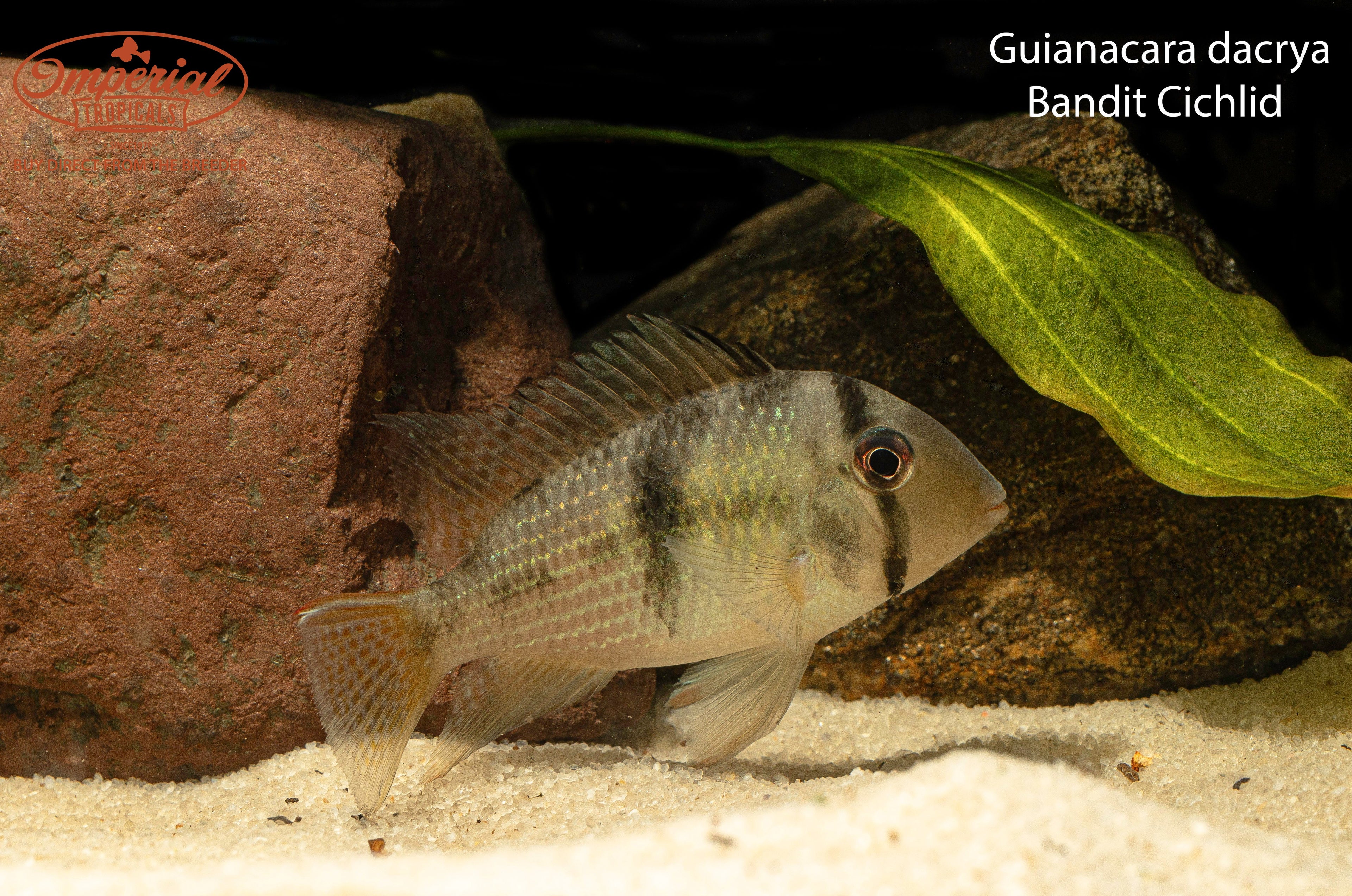 Bandit Cichlid