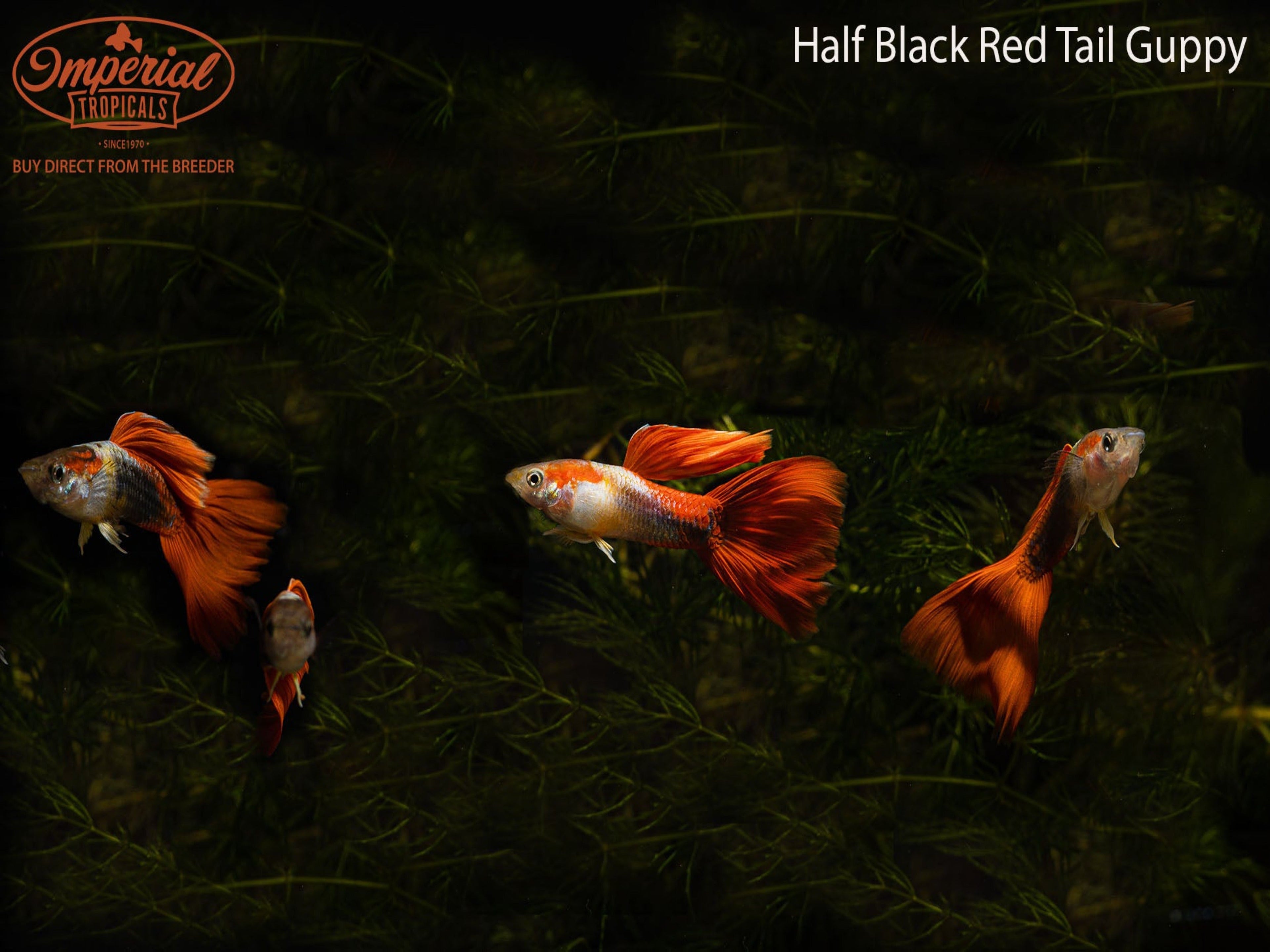 Half Black Redtail Guppy