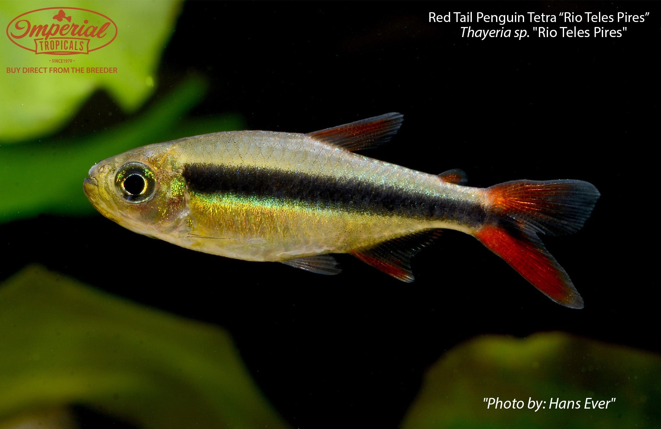 Red Tail Penguin Tetra 'Rio Teles Pires'