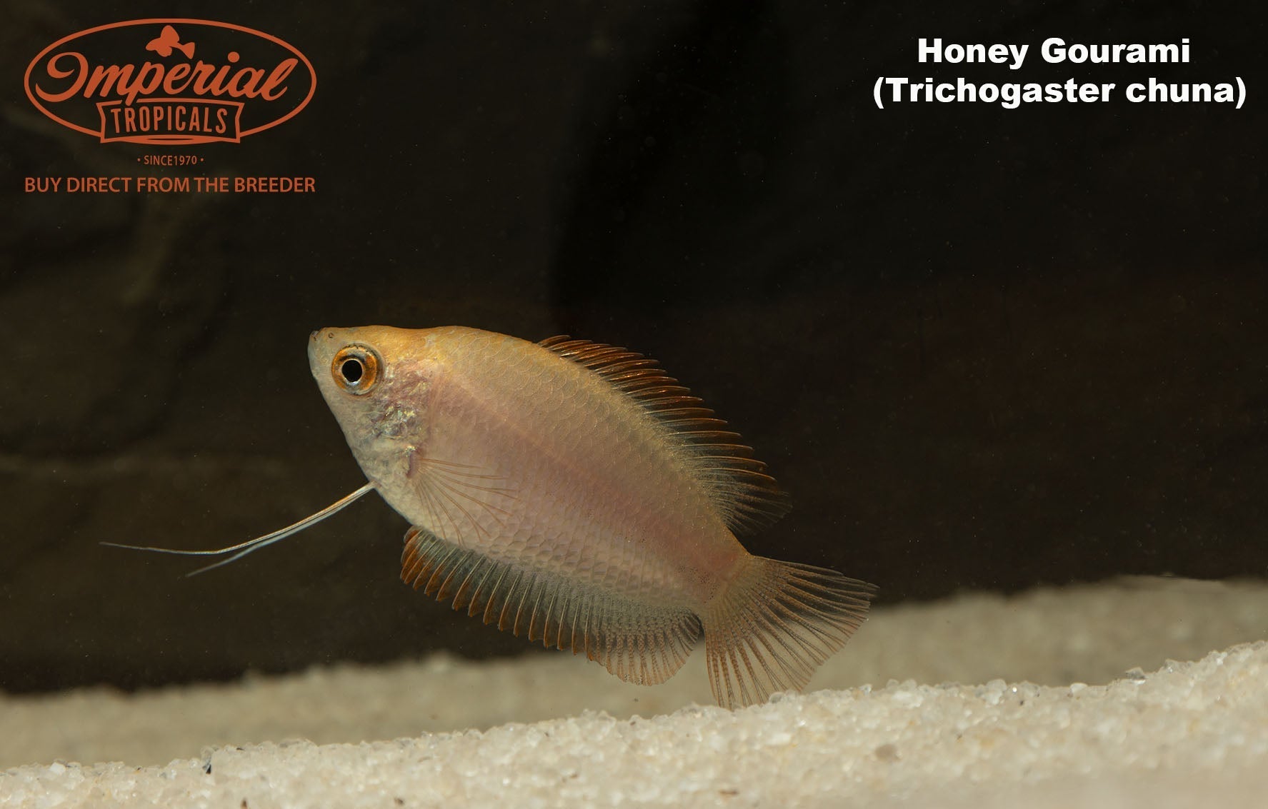 Honey Gourami