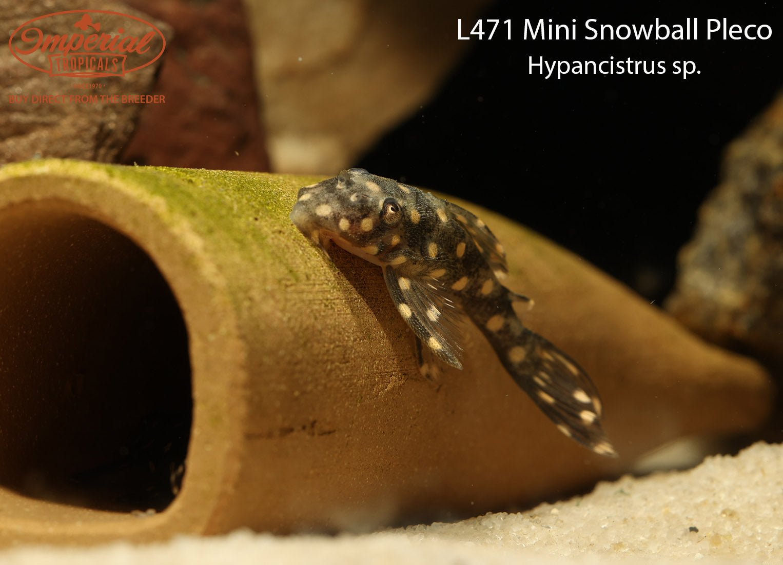 L471 Mini Snowball Pleco