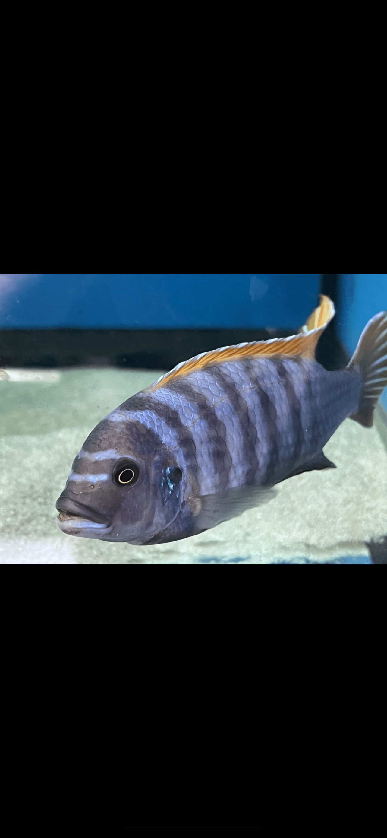Metriaclima emmiltos "Mphanga Rocks"