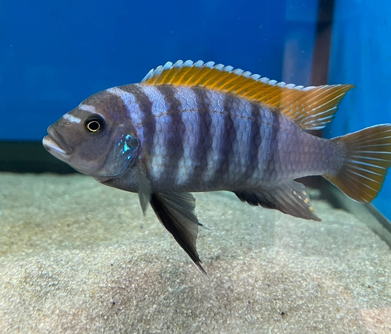 Metriaclima emmiltos "Mphanga Rocks"