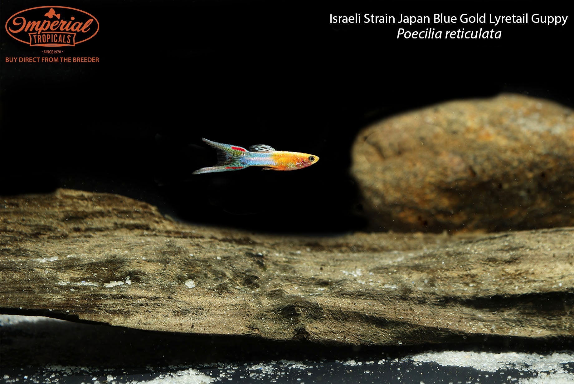 Israeli Strain Japan Blue Gold Lyretail Guppy