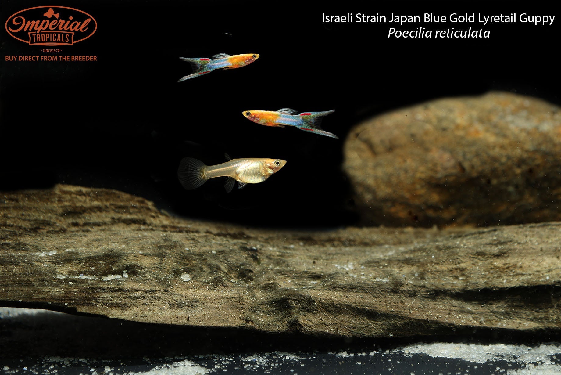 Israeli Strain Japan Blue Gold Lyretail Guppy