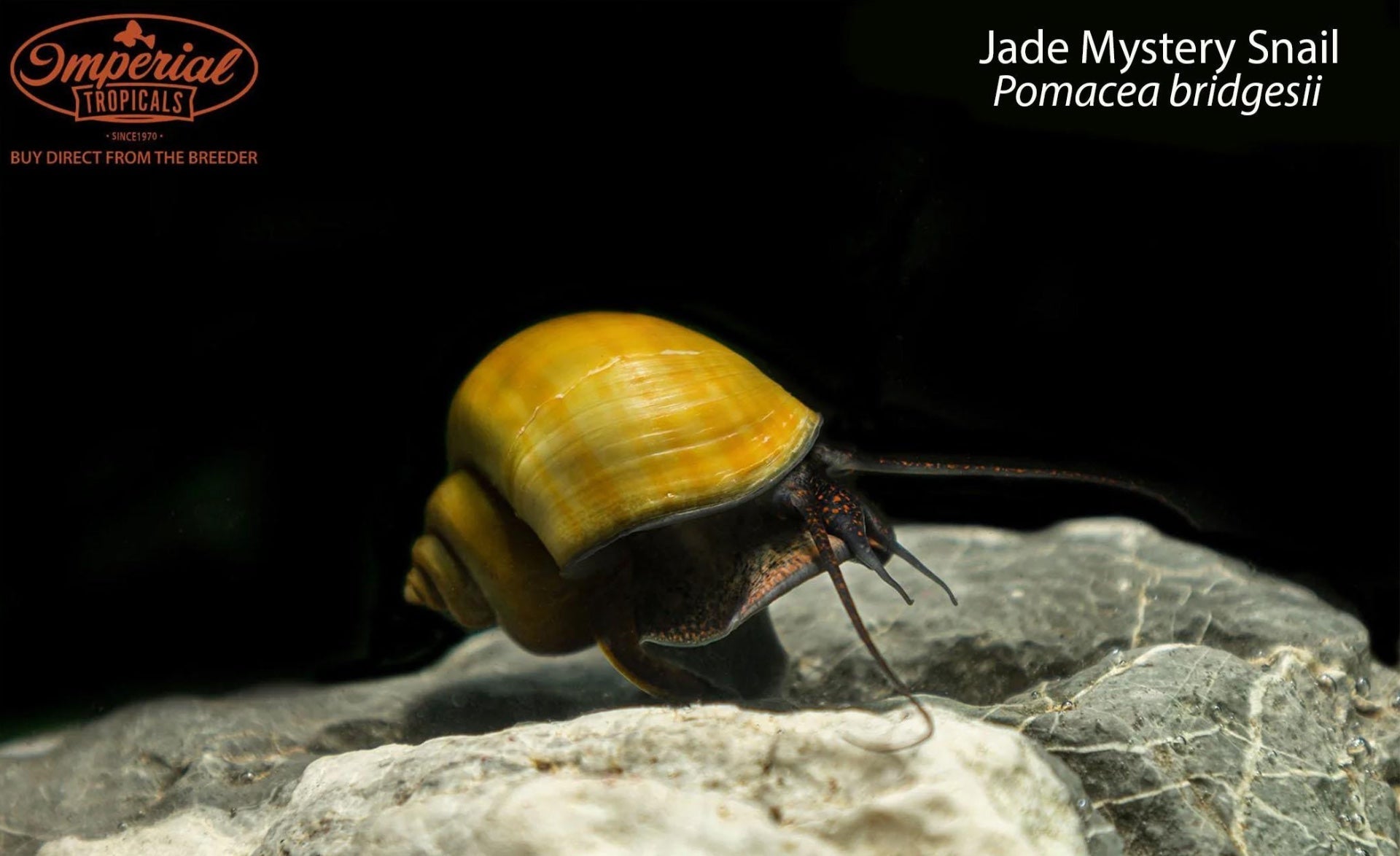 Jade Mystery Snail